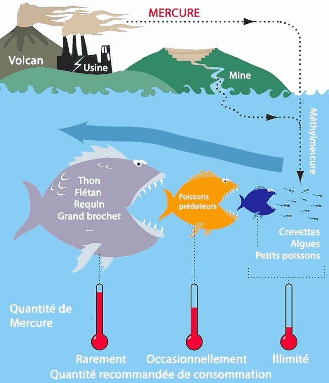 Mercure Propri T S Physiques Et Tudes Toxicologiques