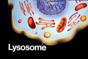 Lipidose, maladie lysosomale caractérisée par le déficit ou l'absence d'une enzyme dans les lysosomes des cellules eucaryotes