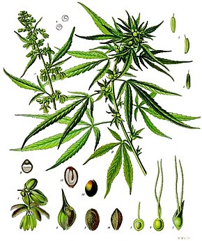 Huile extraite du chanvre cultivé, connu pour sa faible teneur en THC 