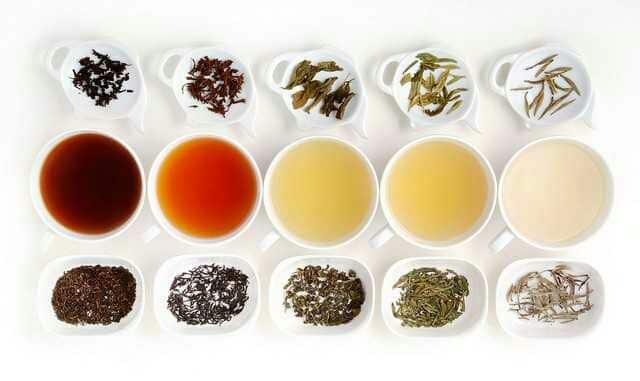 Les différents thés fabriqués à partir du Camellia sinensis