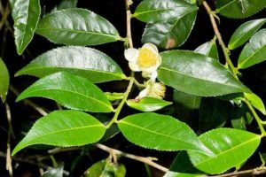Camellia sinensis ou théier, plante riche en antioxydants