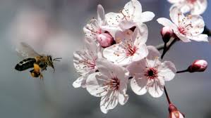 Le miel de Manuka est fabriqué par les abeilles à partir des pollens des fleurs de Manuka