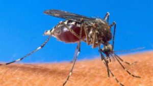 Paludisme,  ou malaria, pathologie causée par des parasites du genre Plasmodium
