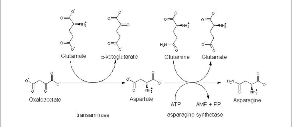 Biosynthèse de l'asparagine dans l'organisme