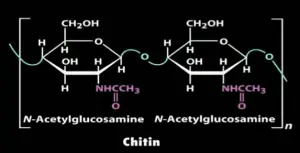 La N-acétylglucosamine se trouve à la base de nombreuses structures glucidiques, ici de la Chitine