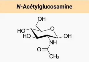 N acetylglucosamine