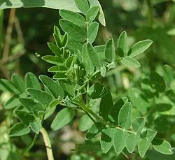 Le cycloastragenol est extrait de l'astragale, de la variété Astragalus membranaceus