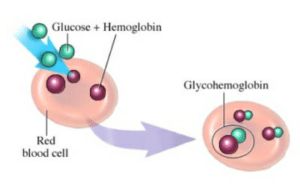 Le cycloastragenol protège contre la glycation des protéines, dont celle de l'hémoglobine