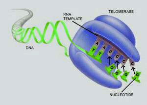 La télomérase est une enzyme dont le rôle consiste à rajouter des séquences de nucléotides aux extrémités des chromosomes