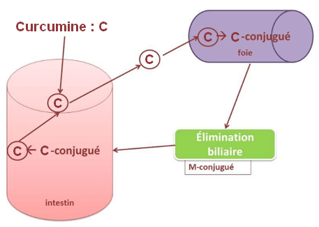 biotransformation curcumine