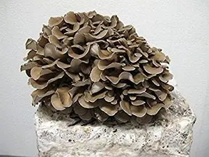 maitake