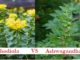 rhodiola et ashwagandha